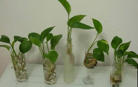 铜钱草越养越瘦？别水培了，扔土里秋天长成“大荷叶”！