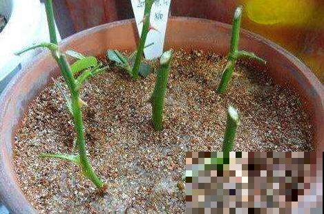 月季剪根枝，一年四季都能活，新手养花不再愁！
