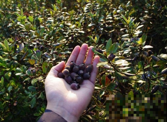 这5种野果，是小时候的“零食”，农村长大的全都吃过！