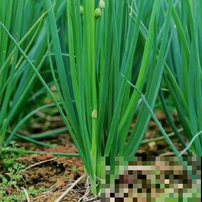 这菜去买不如自己种，阳台一天就摘一大捆，亲戚朋友全都够吃！