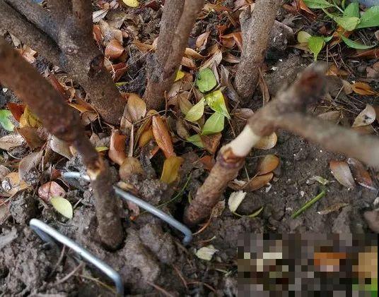 米兰浇水加点料，呼呼开爆盆，满树金黄，隔着老远都能闻见香味！