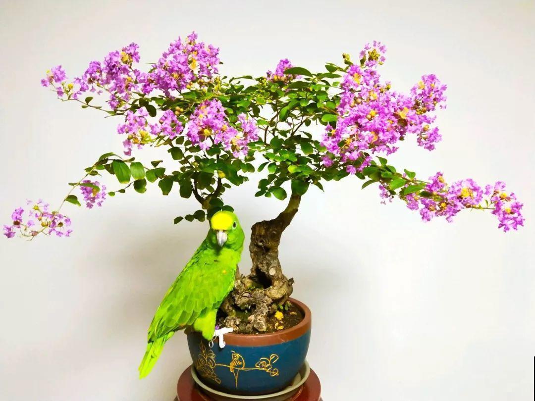 没人要的路边花，他搬回家养成宝，现在谁看了都想要！