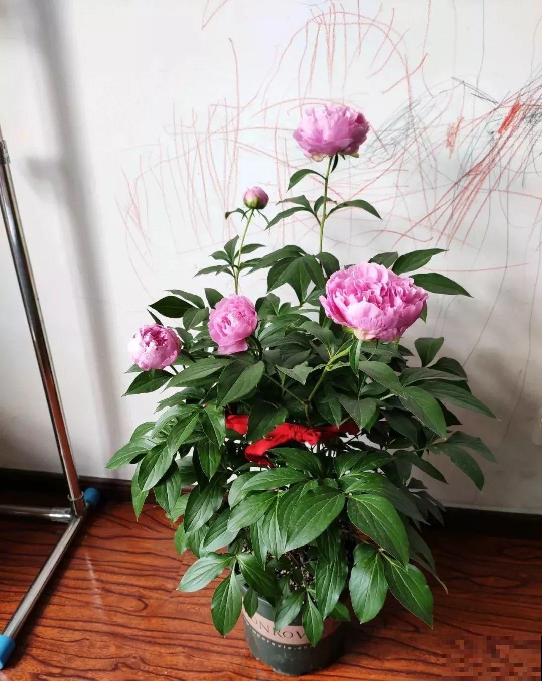 这种吉祥富贵花，秋天都要抢着养，错过再等一年！