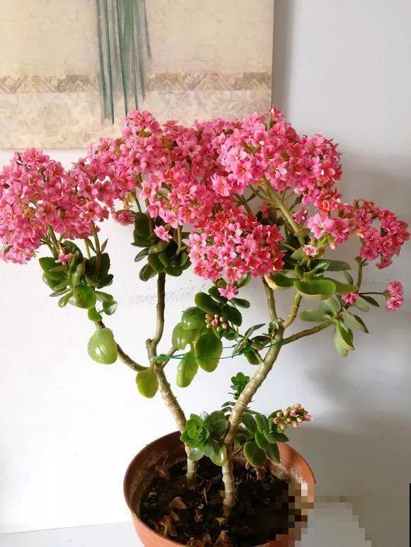 入秋就养这种花，剪一刀满头冒花苞，一开大半年！