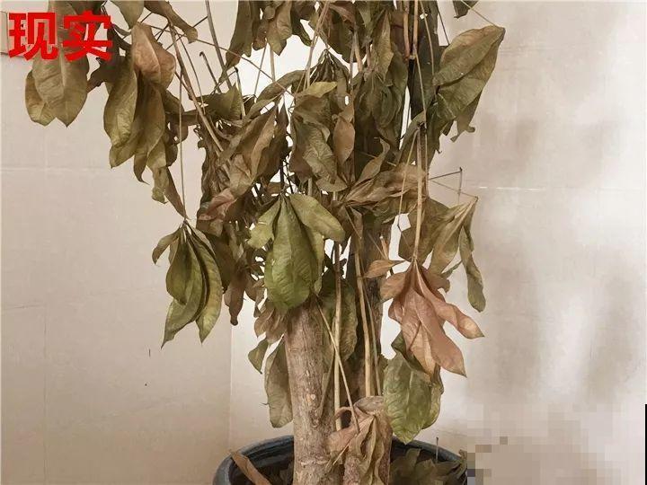 这10种花，年年收空盆，没点经验还真不敢养！