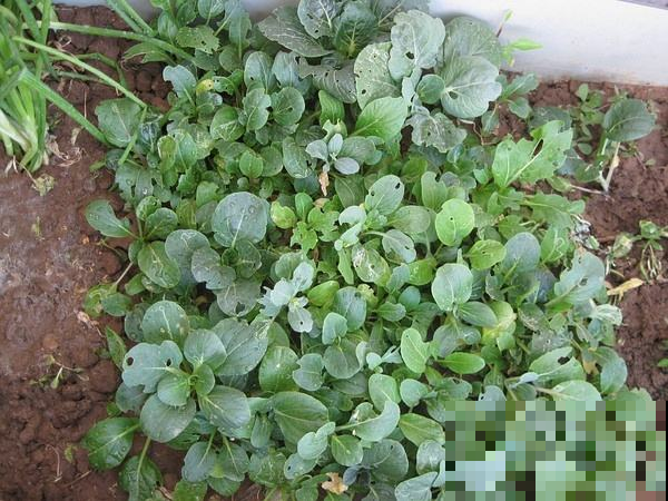 8月最适合种这菜，1周窜满盆薅不完，20天就能进锅！