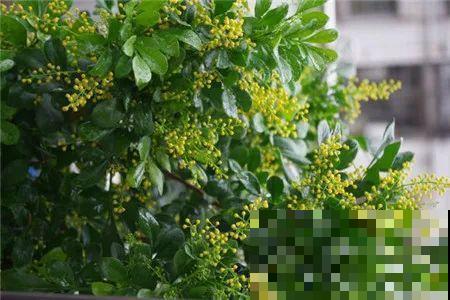 米兰浇水加点料，呼呼开爆盆，满树金黄，隔着老远都能闻见香味！