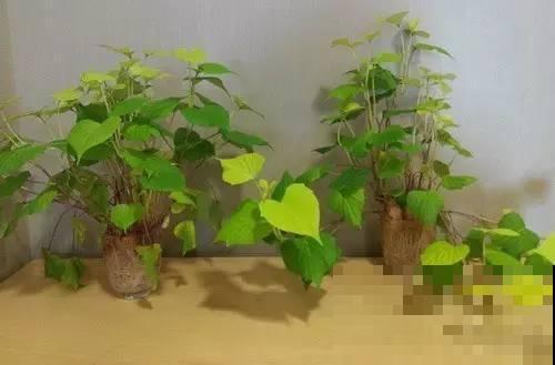 看到地摊边的烤红薯，又香又甜，在家种植不再馋！