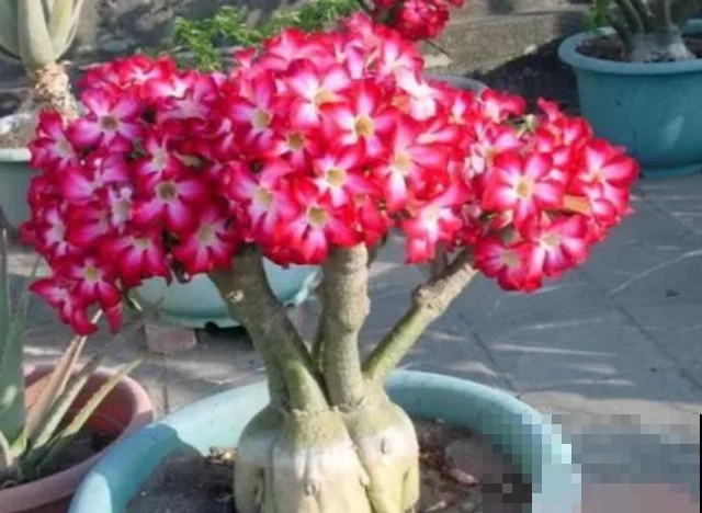 沙漠玫瑰成光杆？饿几顿喷点它，花芽猛蹿！