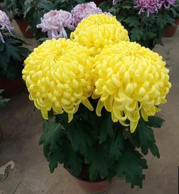 6种花秋天别换盆，把根伤了，一年都不开花！