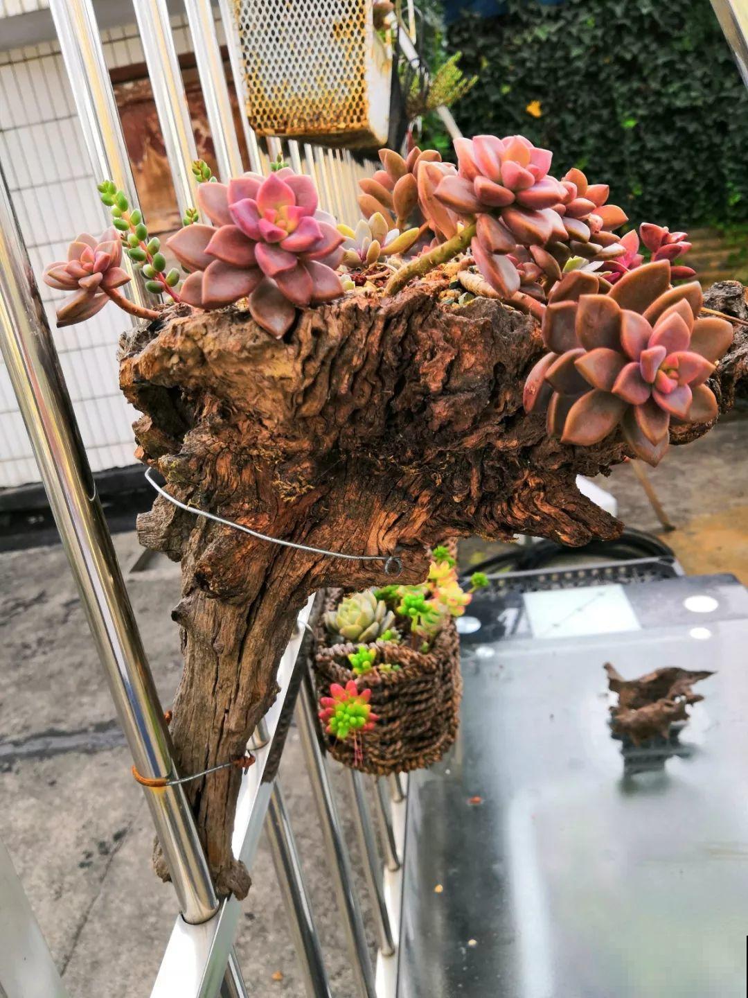 山上捡个大树桩，火烤一遍种多肉，3天服盆1年变老桩！