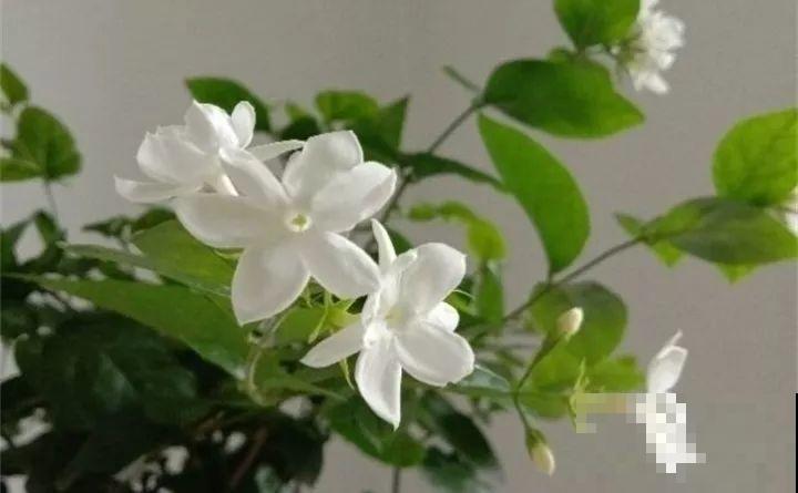 这花剪一茬开一茬，越晒花越多，整个夏天屋里都是香香的！