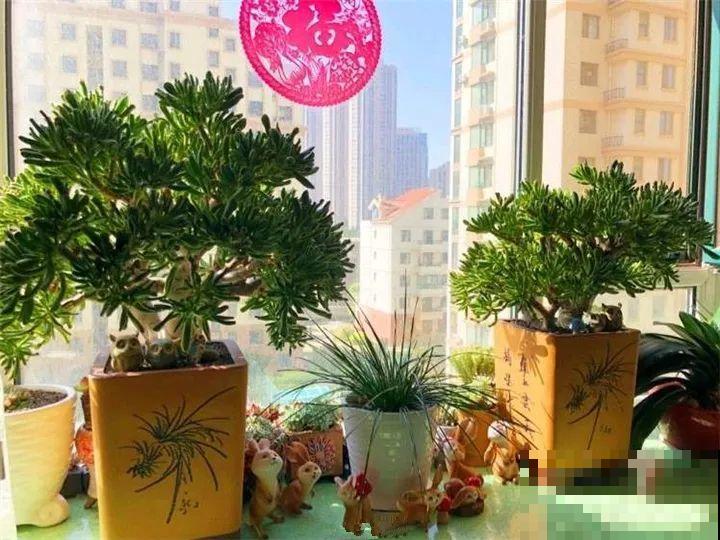 20年的“玉树”，叶子长成存钱筒，夏天猛晒红彤彤！