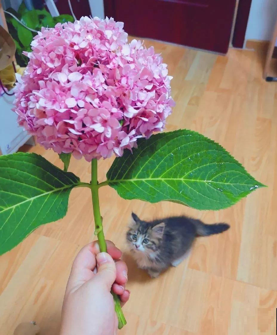 家里养这花，8月底必须剪，不然明年甭想赏花啦！