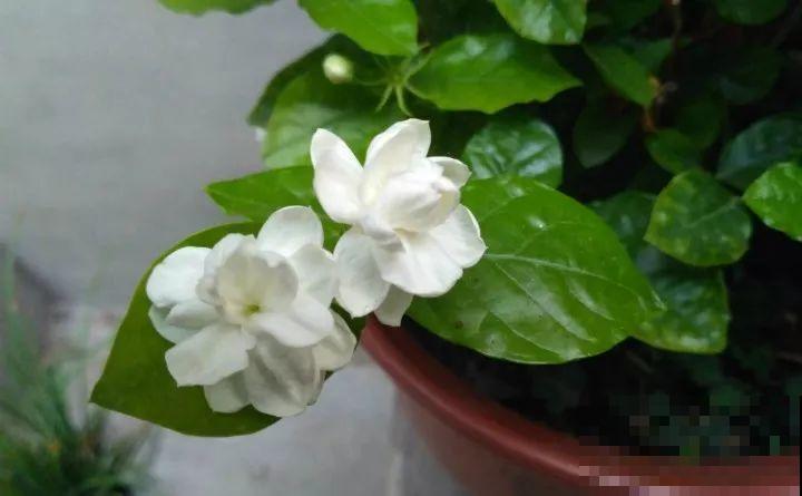 这花剪一茬开一茬，越晒花越多，整个夏天屋里都是香香的！
