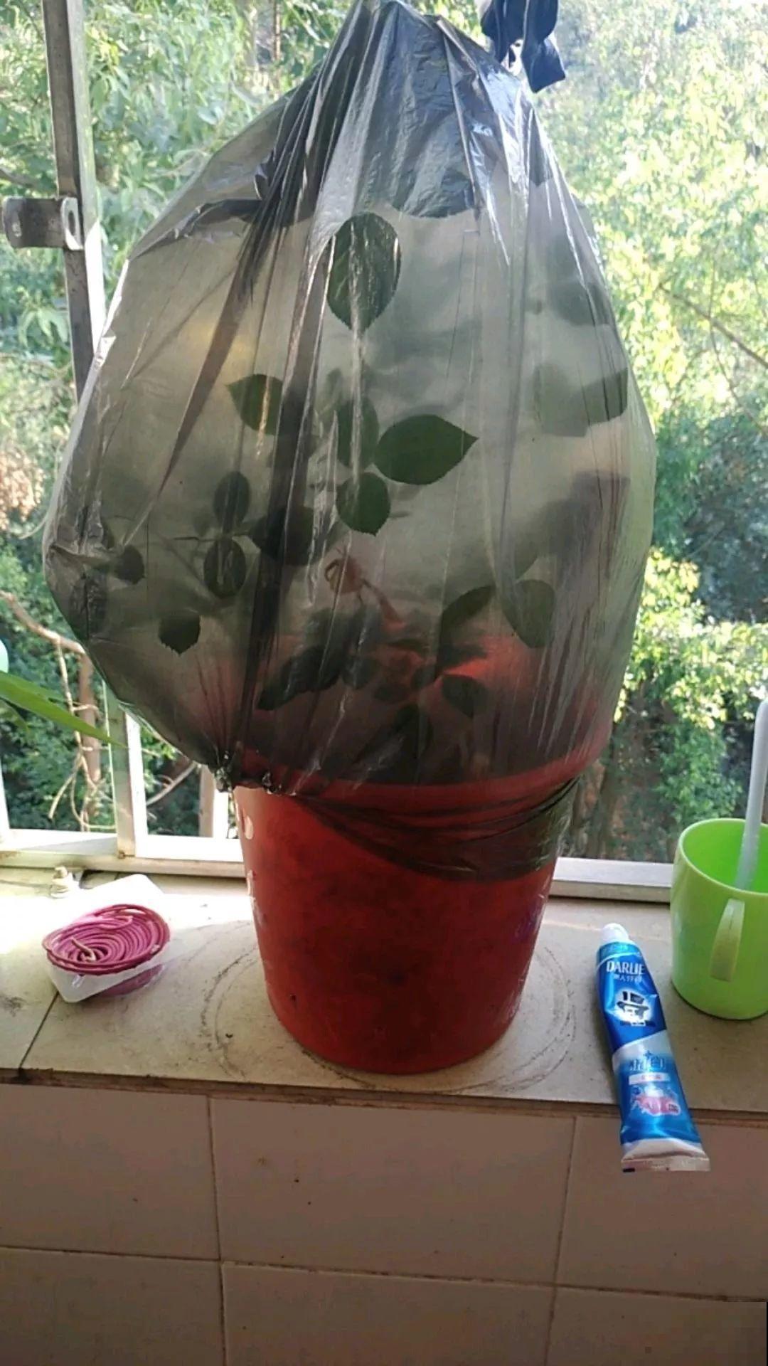 1把蚊香灰撒盆里，虫子全死光，花越长越壮！