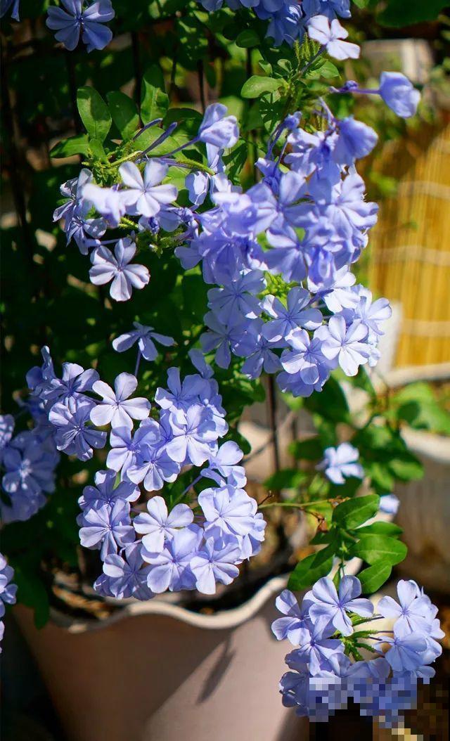 小窗台养这5种花，太阳一晒就开花，3个月爬满墙！