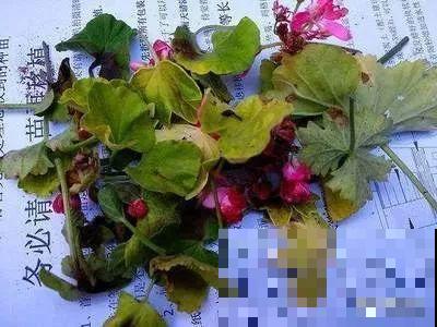 谁说这花夏必死？剪一刀添点土，立秋呼呼长新叶！