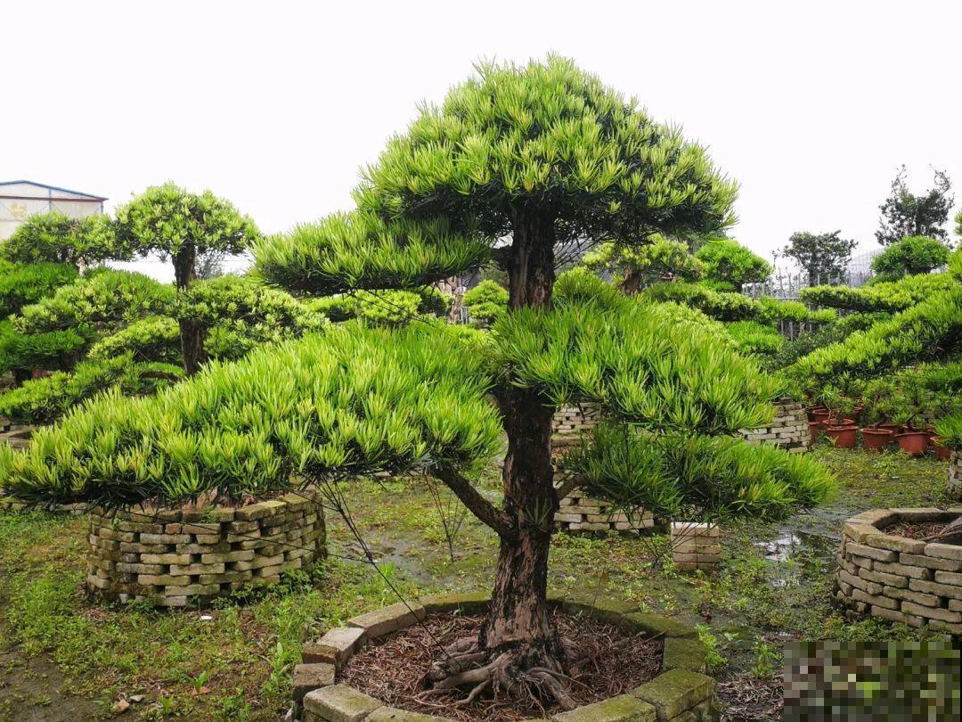 有院子的，就栽这8种树，夏天乘凉秋天摘果子吃！