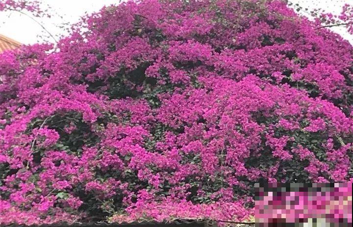90岁老奶奶，用30年养出牡丹树王，长得比房顶还高！