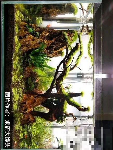 夏天就得养它，扔水里长一缸，7天美成一幅画！