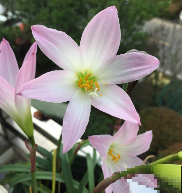 阴雨天，这几种花可以搬到外面了，一淋雨就开花！