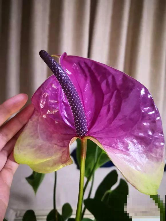 这花耐阴又吉祥，一片叶子巴掌大，比绿萝耐看多了！
