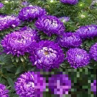 这花就得多喝水，1天1瓢水，轻轻松松养爆盆！