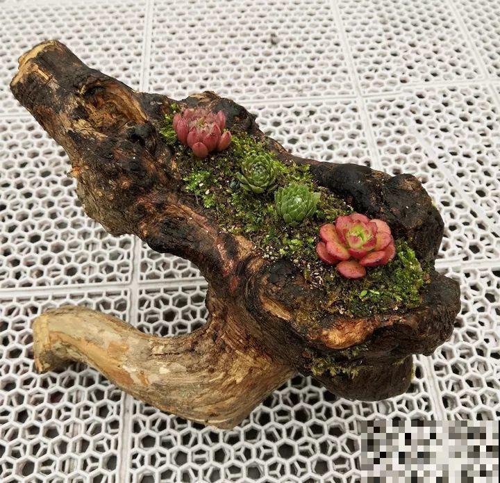 山上捡个大树桩，火烤一遍种多肉，3天服盆1年变老桩！