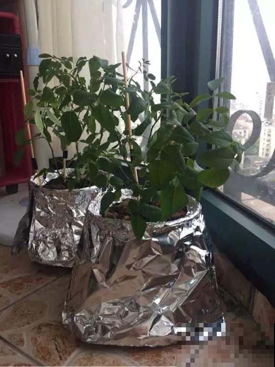 这花最让人操心，一不留神就死翘翘，真想扔了它！
