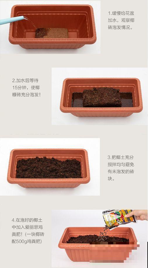 这花耐阴又吉祥，一片叶子巴掌大，比绿萝耐看多了！