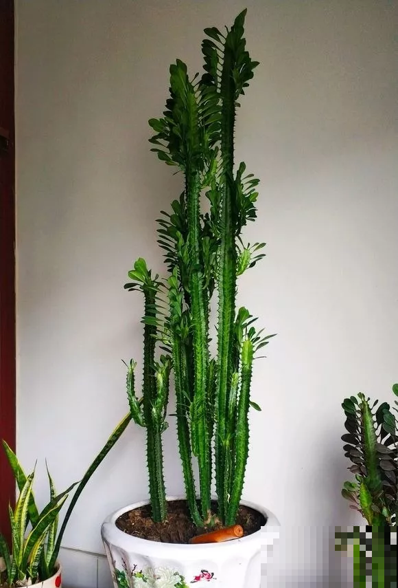 这花可真了不得，随便一养就猛蹿戳屋顶，吓得赶紧搬出去！