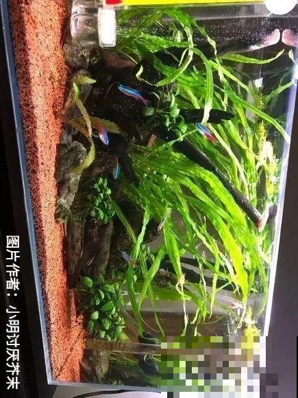 夏天就得养它，扔水里长一缸，7天美成一幅画！