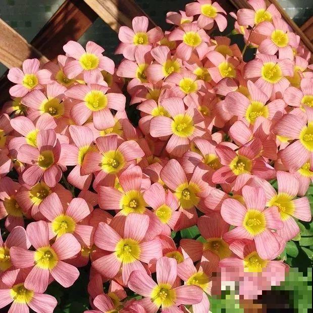 这花埋土里，不用剪就开爆，来年挖出来种球数翻10倍！