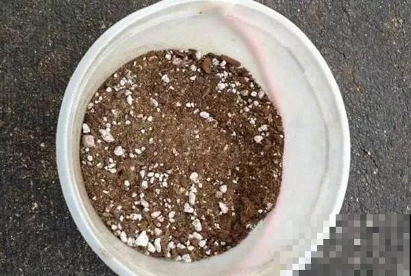 这5种花，剪根枝条就能长，半年收获一盆小豆豆！
