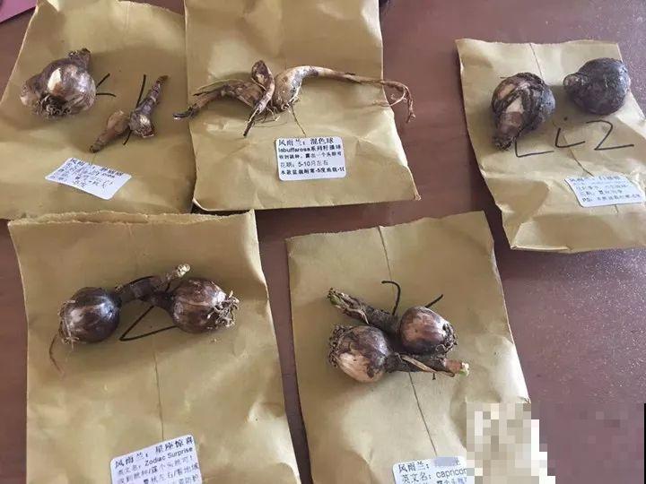 死不了的花，5年生了10麻袋，大铲车挖了一天！