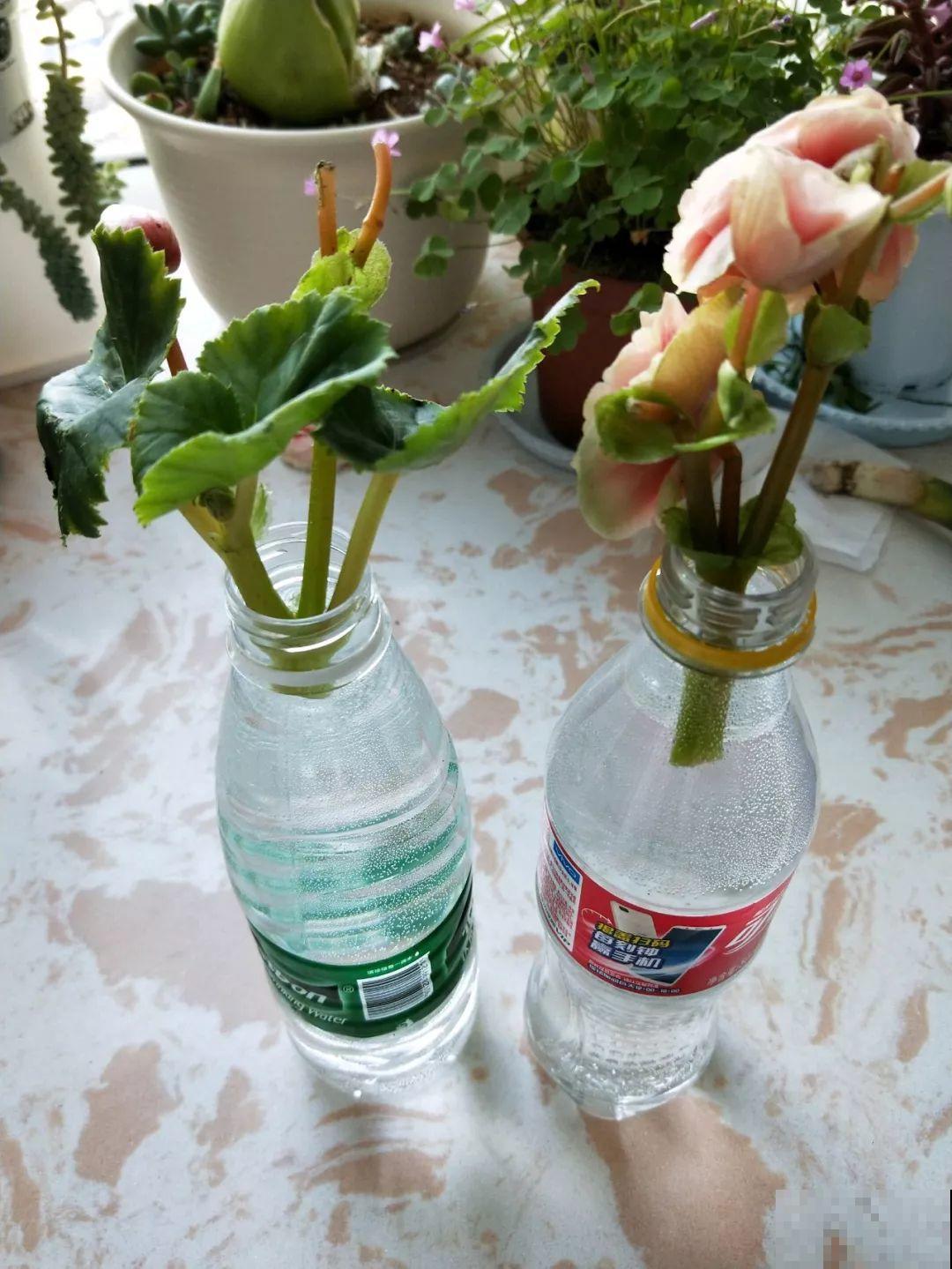 这12种花，夏天直接扔水里，蹭蹭长个开花拦不住！