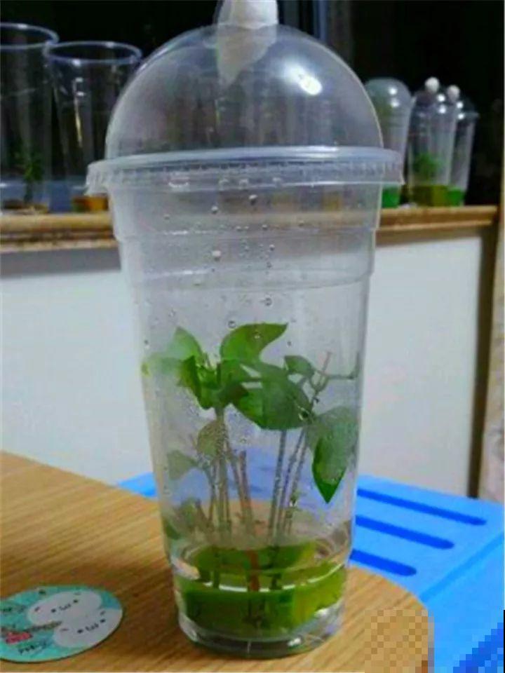 3种花就要现在扦插，越热生根越快，再晚就要等明年了！