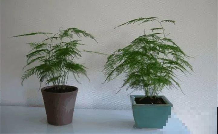 周末去这儿转一转，花和花盆随便捡，赚大发了！