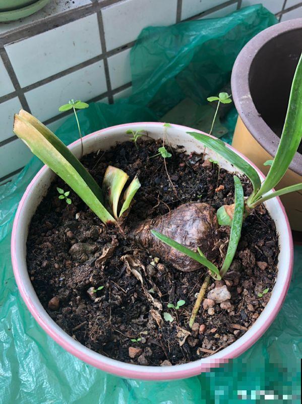 家里有这8种花，现在最容易死，别乱浇水！