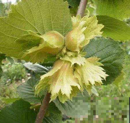 小时候吃的野果子，吃过5种以上的都是农村娃，满满的回忆！