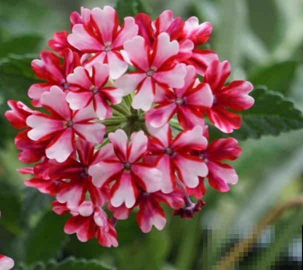 这花一年能开7个月，三伏天也挡不住爆盆，美翻了！