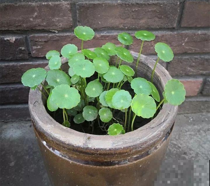 80种耐阴花，光线不好照样养的活，新手的救星！
