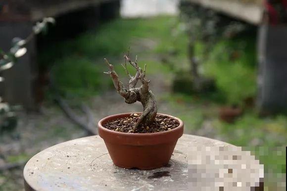公认难养的花，他花10年时间养成盆景，价值翻倍！