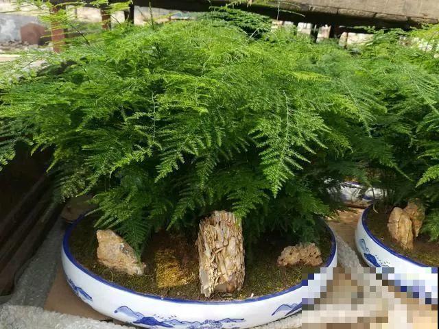 能爬10米高的花，夏天变成绿瀑布，看着就凉快！
