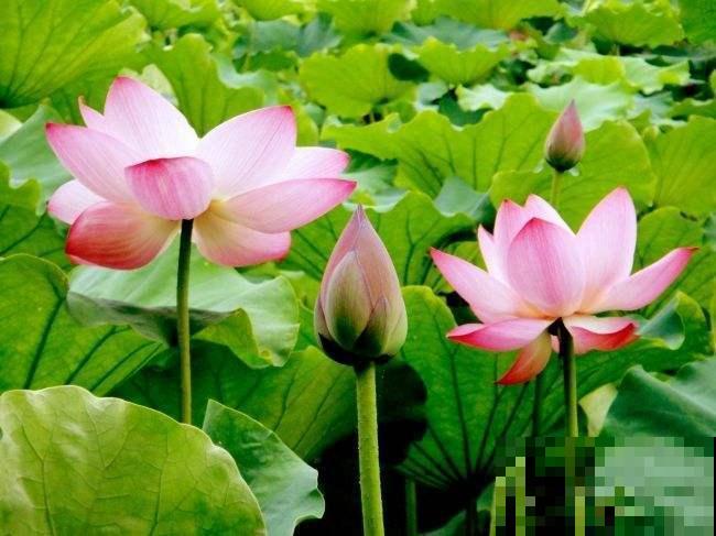 这花没开前像杂草，淋场雨就开花，美成小百合！