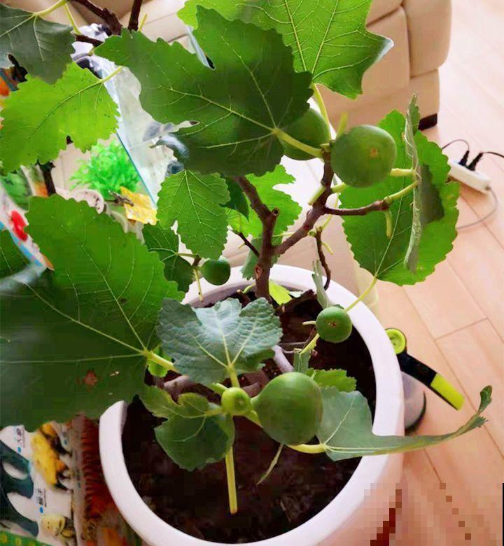 无花果种盆里，1根枝结20个果，吃一茬长一茬！