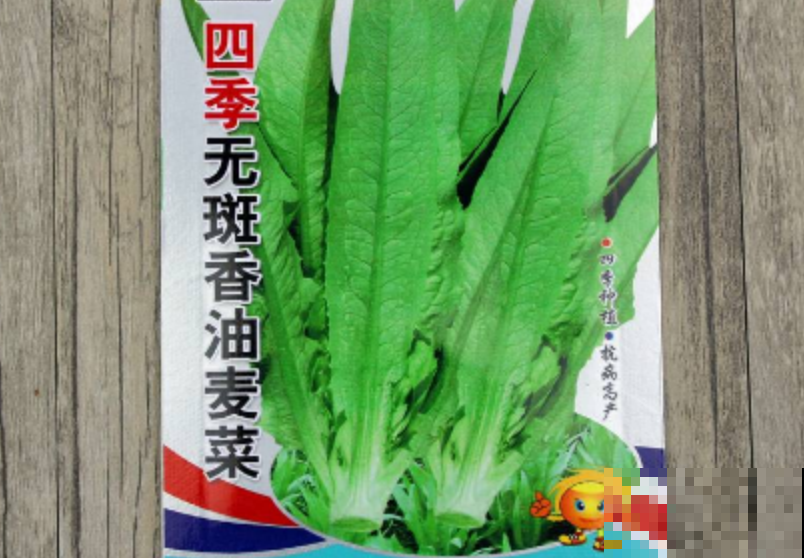 油麦菜播种年度最佳时机，一天薅三次都吃不完，一棵就够吃一顿！