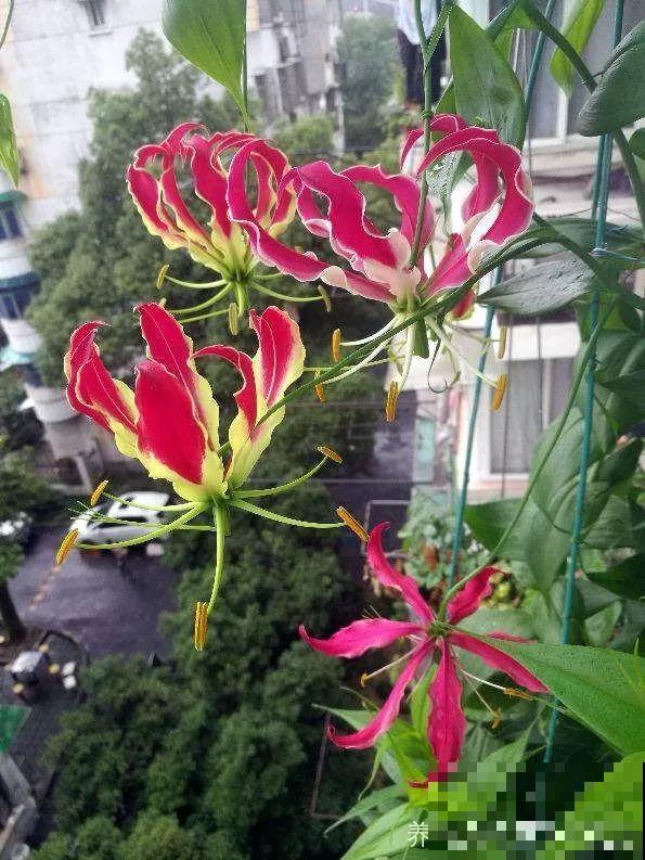 10种花最娇贵，开花如美人，看见就想搬回家！