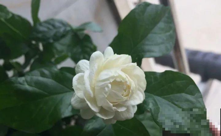 这花剪一茬开一茬，越晒花越多，整个夏天屋里都是香香的！
